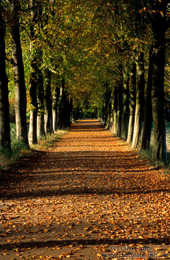 Park lane in autumn colours