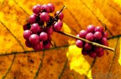 Travel photography:Berries on leaf