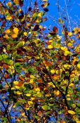 Travel photography:Tree branches with leaves in autumn colour