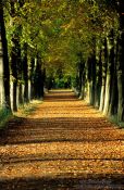 Travel photography:Park lane in autumn