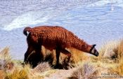 Travel photography:Llama at Laguna Hedionda, Bolivia