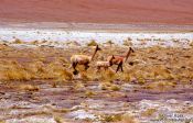 Travel photography:Three vicuñas, Bolivia