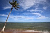 Travel photography:Coconut palm on Itacimirim beach , Brazil