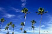 Travel photography:Coconut palms against the sky on Itacimirim beach, Brazil