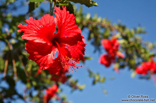 Red hibiscus flower in Lençóis