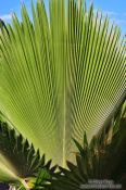 Travel photography:Giant palm leaf in Lençóis, Brazil