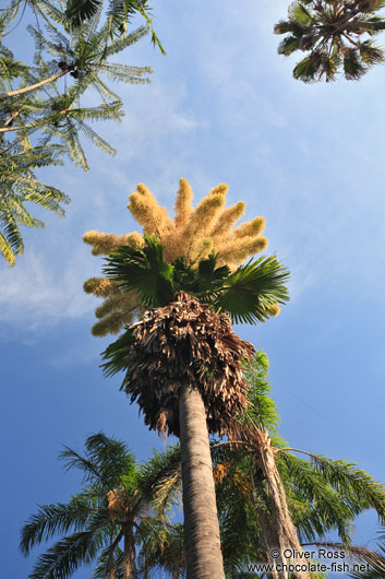 Flowering palm tree in Rio´s Botanical Garden