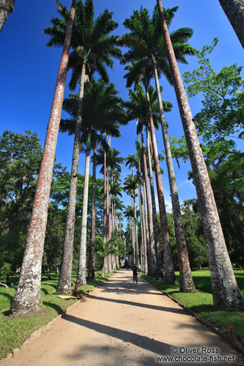 Avenue of Royal palms (Roystonea) in Rio´s Botanical Garden