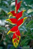 Travel photography:Flower of the Lobster Claw Heliconia plant (Heliconia rostrata) in the Botanical Garden in Rio, Brazil