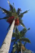 Travel photography:Royal palms (Roystonea) within Rio´s Botanical Garden, Brazil