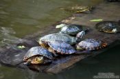 Travel photography:Turtles within the fountain of Rio´s Botanical Garden, Brazil