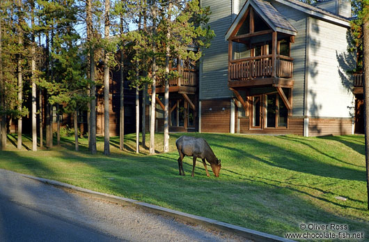 Moose in Banff National Park