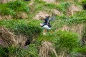 Travel photography:Atlantic puffin (Fratercula arctica) on bird island near  Bay Bulls, Canada