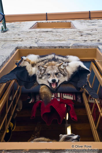 Wolf hide for sale in Quebec´s old town