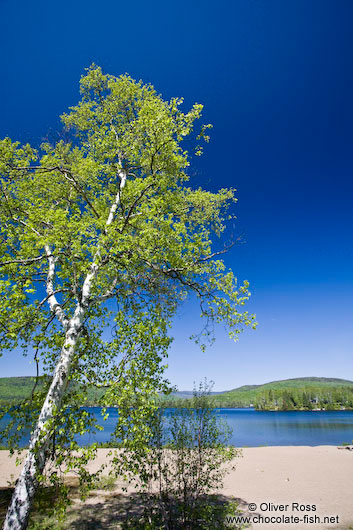 Birch tree with lake near the Mont Tremblant National Park