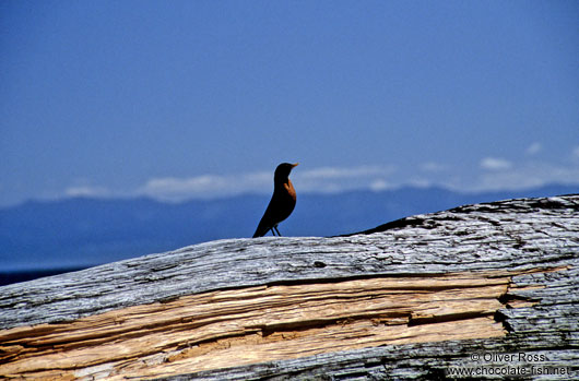 Bird on log, Juan de Fuca Trail, Vancouver Island