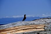 Travel photography:Bird on log, Juan de Fuca Trail, Vancouver Island, Canada