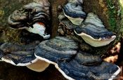 Travel photography:Fungi growing on a fallen log, Canada