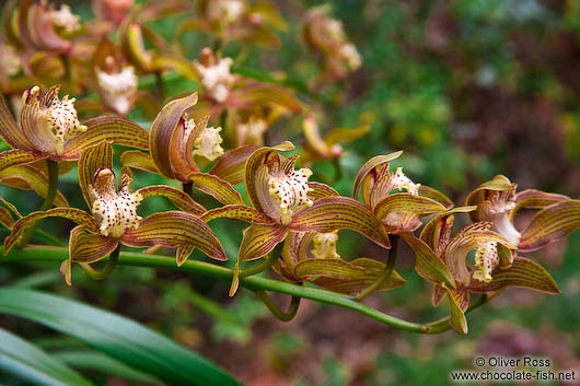 Orchids growing in Lijiang´s Black Dragon Pool park