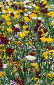 Travel photography:Flower bed outside Zagreb theatre, Croatia