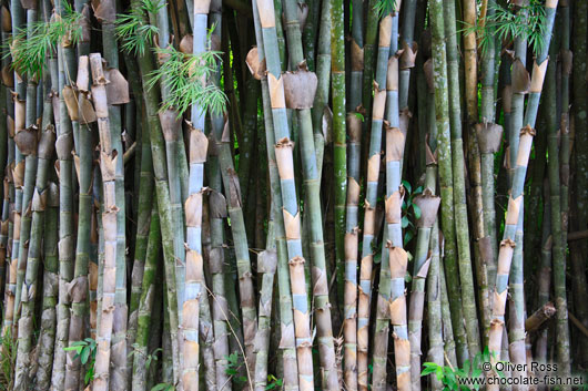 Bamboo in the botanical garden in Cienfuegos