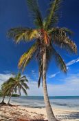 Travel photography:Palm tree on a beach in Cayo-Jutías, Cuba