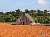 Travel photography:Viñales tobacco field with drying hut, Cuba