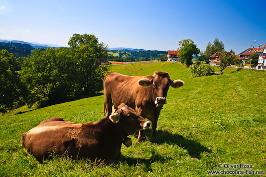 Cows on a pasture in the Allgäu