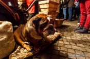 Travel photography:Dog at the Gengenbach Christmas market, Germany