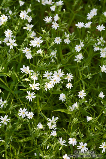 Small daisy flowers in a forest near Kiel
