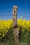 Travel photography:Fence detail with flowering rape plants in the background, Germany
