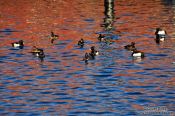 Travel photography:Ducks in Laboe harbour, Germany