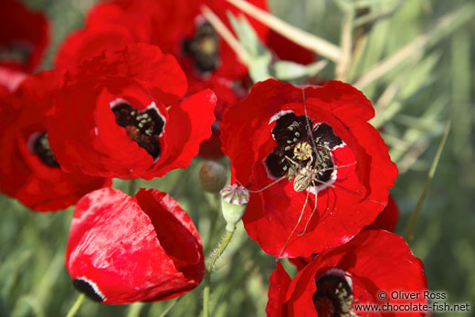 Poppies with spider near Parga