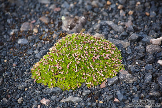 Moss (Silene acaulis) near Skeiðarársandur