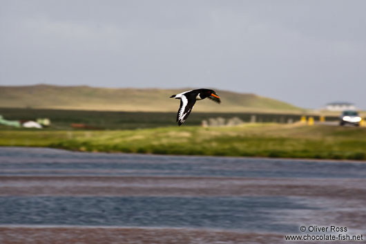 Oyster catcher (Haematopus ostralegus) in flight on Snæfellsnes
