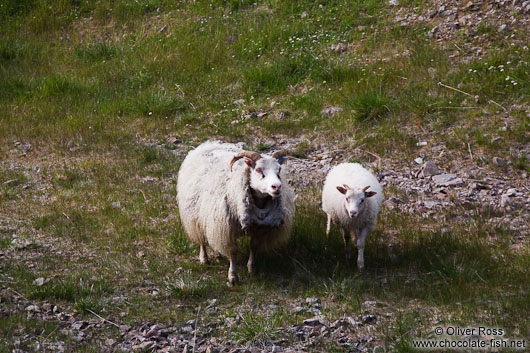 Sheep on Snæfellsnes