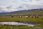 Travel photography:Horses in the Sauðárkrókur landscape, Iceland