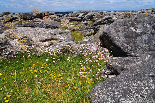 Small flowers grow in sheltered places along the Clare coastline 