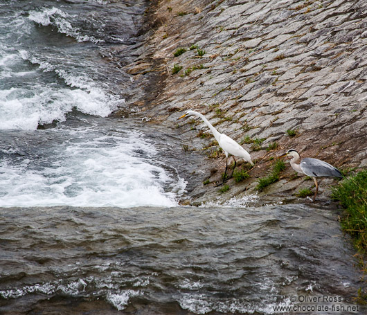 Heron preying on fish in Kyoto´s Kamo river