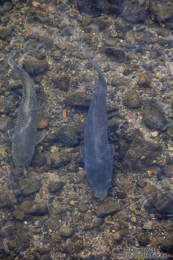 Fish in Kyoto´s Kamo river