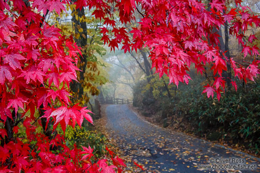 Trees in autumn colour near Haeinsa temple