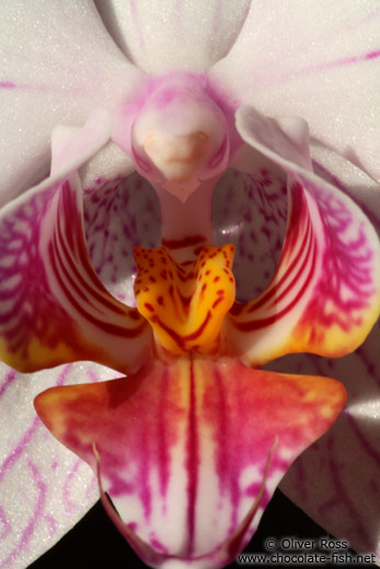 Phalaenopsis orchid close-up