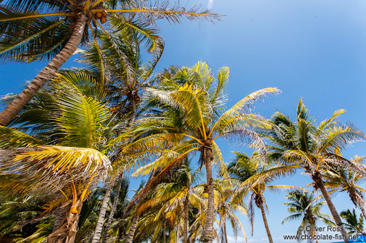 Palm trees at Tulum beach