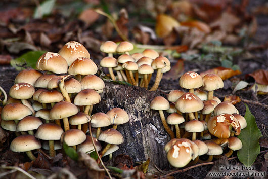 Forest mushrooms of Sulphur Tufts (Hypholoma fasciculare)