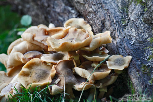 Forest mushroom on a tree