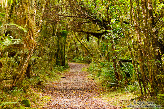 Lake Kaniere Forest