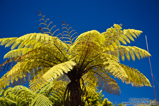 Tree fern near Whanganui