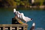 Travel photography:Gulls in Rotorua, New Zealand