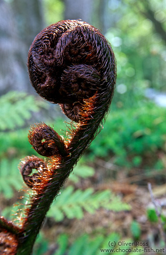 Uncurling tree fern