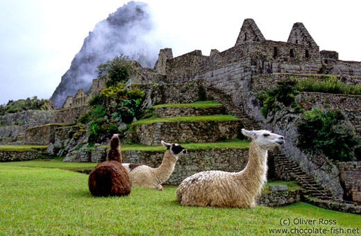 Llamas at Machu Picchu